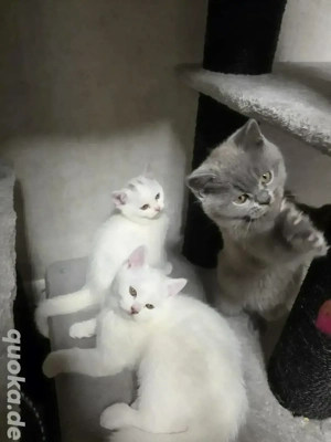 BKH kitten  Bild 5