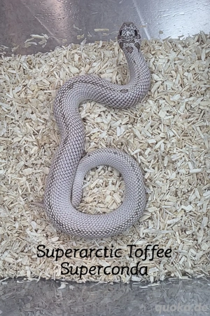 2025 Hakennasennatter   Heterodon nasicus