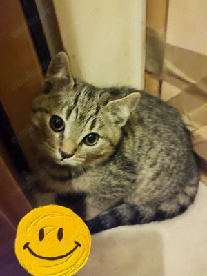 2 kitten Männchen zusammen abzugeben 