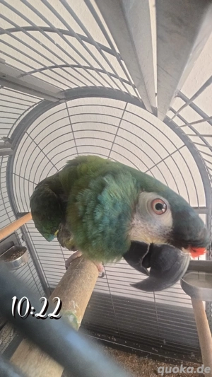 Rotbugara, männlich   5 Jahre