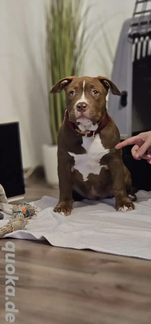   *TOP VERPAARUNG *American Pocket Bully Welpen ABKC (Abgabebereit)
