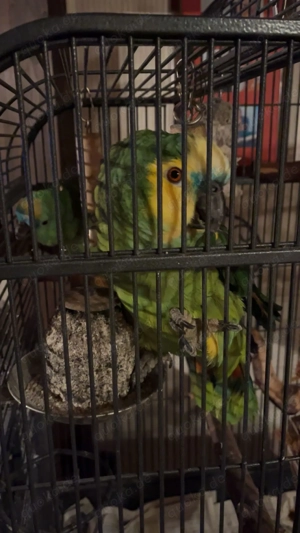 2 Blaustirnamazonen zu verkaufen (M) beide