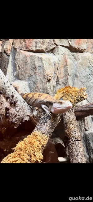 Blauzungenskink