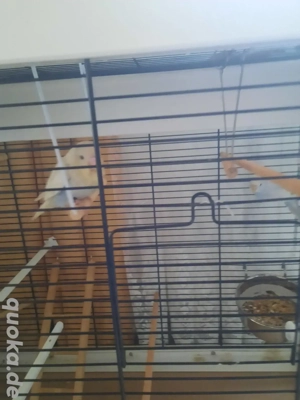 Wellensittich Pärchen, das Weibchen ist handzahm