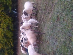 Gesunde Lämmer und Schafe 