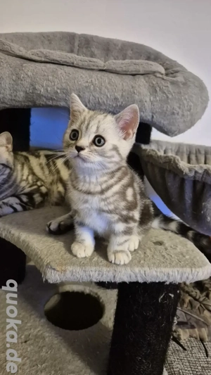 Britisch-Kurzhaar Katzenbaby