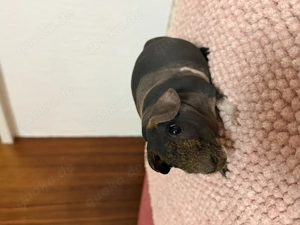 Skinny Pigs Meerschweinchen Gruppe zu verkaufen