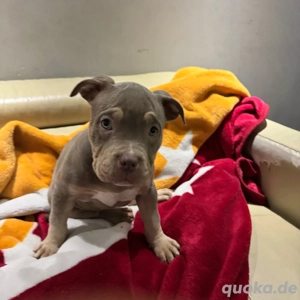 American Bully Welpen   traumhafte Tri Color Babys mit liebevollem Wesen 