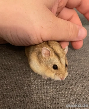 Campbell Zwerghamster Jungtiere Hobbyzucht 