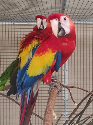 Superzahmer, verschmuster Hellroter Ara