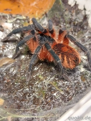 Vogelspinne Davus panama Weibchen