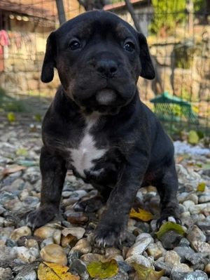 American Bully XL - Welpen