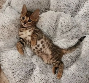 Bezauberndes Bengalkätzchen sucht Familie