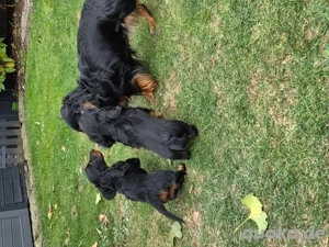 Weihnachts-Dackelwelpen     