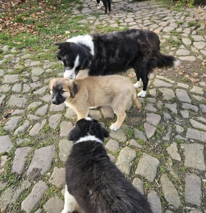 Mischlings Welpen aus Bordercollie x ungarischer Hütehund