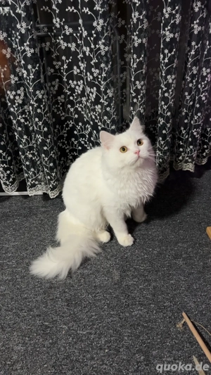 Weißer Perser (Doll Face)   7 Monate alt, zahm und sehr lieb Bild 4