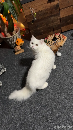 Weißer Perser (Doll Face)   7 Monate alt, zahm und sehr lieb Bild 5