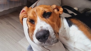 Beagle Rüde Welpe Junghund 7 Monate