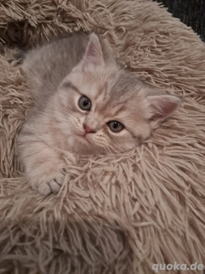 Perser Kitten (Junge)