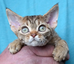 Devon Rex Kitten   weiblich und männlich Bild 4