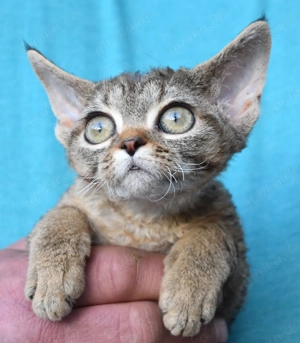 Devon Rex Kitten   weiblich und männlich Bild 7