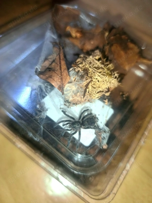 Ceratogyrus darlingi 0.0.1