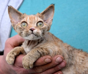 Devon Rex Kitten   weiblich und männlich Bild 9