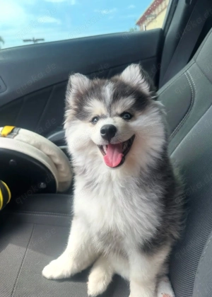 HKGG Pomsky Puppies F1 Bild 2