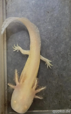 Axolotl Jungtiere 