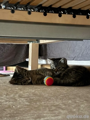 2 geschwister katzen