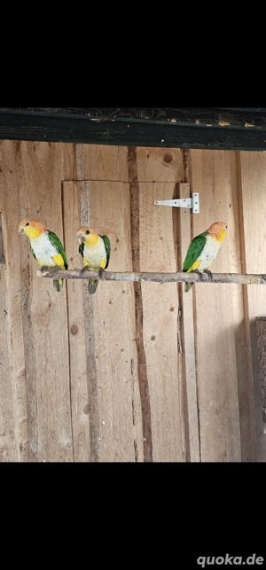 Junge Rostkappenpapageien und Grünzügelpapagei 