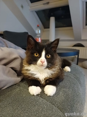 Der letzte Engel sucht sein Zuhause