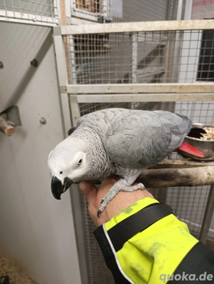 Graupapagei Männchen 