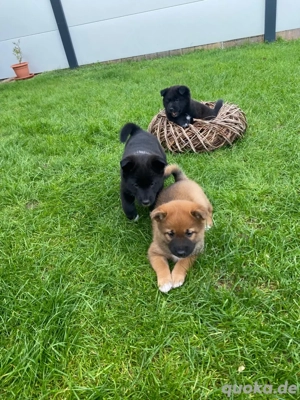  Shiba Inu Mischlingswelpen suchen ein Glückliches Zuhause 