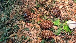 Maurische Landschildkröten  aus Hobbyzucht abzugeben