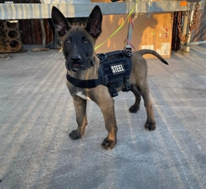 Iiuuyy Cute Belgian Malinois Welpen 