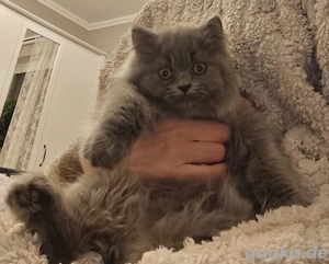 Britisch Langhaar Mädchen  Bild 4