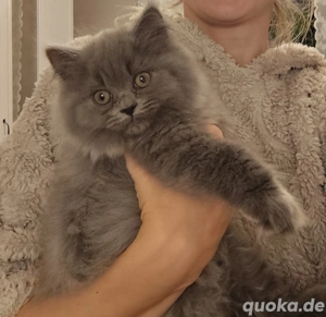 Britisch Langhaar Mädchen 