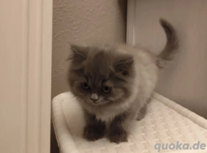 Britisch Langhaar Mädchen  Bild 2