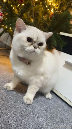 Britisch Kurzhaar Katze