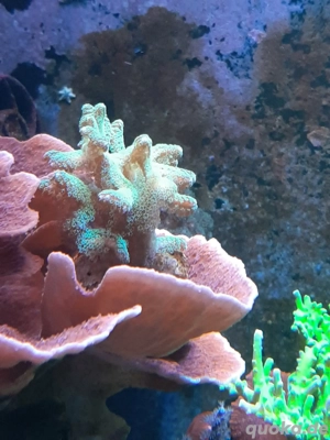 Seriatopora caliendrum Ableger Meerwasser Koralle