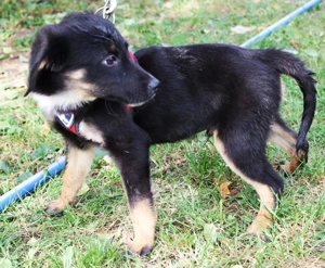 Brian   unser kleiner Abenteurer sucht sein Herz-Zuhause