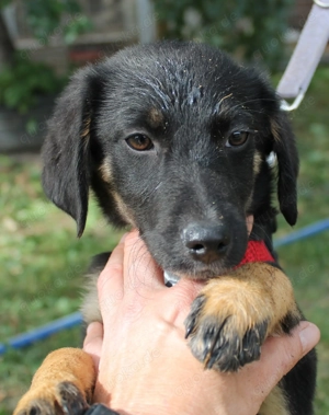 Brian   unser kleiner Abenteurer sucht sein Herz-Zuhause Bild 2