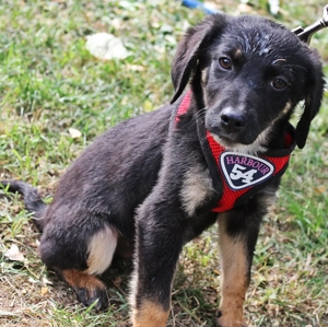 Brian   unser kleiner Abenteurer sucht sein Herz-Zuhause Bild 3