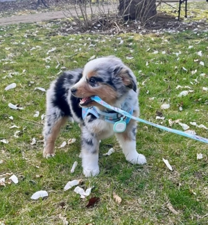 UUUHHKK Australian shepherd Welpen. Bild 2