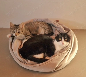 Verschiedenfarbige Kätzchen suchen zu zweit ein Zuhause