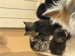 Super schöne Maincoon mix Kitten :-) 