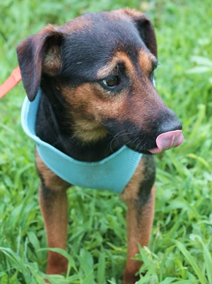  Camelot   Vom schüchternen Kerlchen zum fröhlichen Junghund 