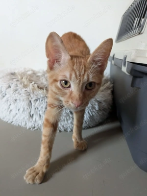 Eros und Porto, 4 Monate, lieb, verspielt