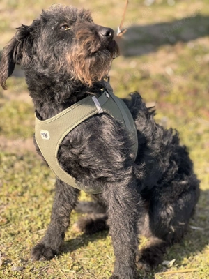 Chess   der Hund mit dem magischen Blick sucht sein Für-immer-Zuhause